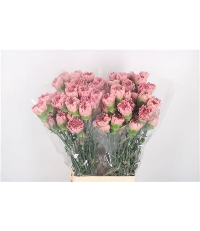 Di St Lege Pink ( x 20 )