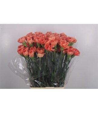 Florimo Fresh Flowers Di St Lion King ( x 20 ) Florimo Fresh Flowers Di St Lion King ( x 20 )