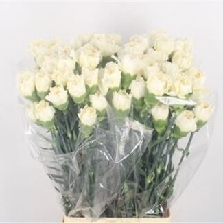 Florimo Fresh Flowers White Dianthus or Carnations | Length 70 centimeters | Dianthus Rodas | Per 20 fresh flowers