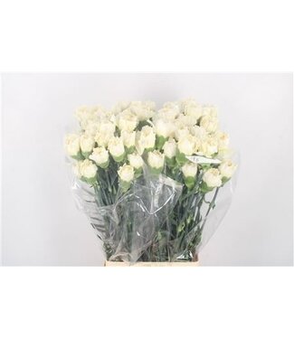 Florimo Fresh Flowers Weiße Dianthus oder Nelken | Länge 70 Zentimeter | Dianthus Rodas | Pro 20 frische Blumen