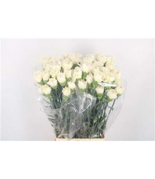 Weiße Dianthus oder Nelken | Länge 70 Zentimeter | Dianthus Rodas | Pro 20 frische Blumen zu bestellen