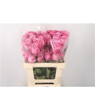 Florimo Fresh Flowers R Gr Ec All 4 Love ( x 25 )