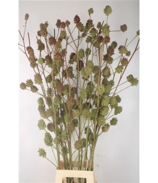 Zoethout 120cm ( x 10 )