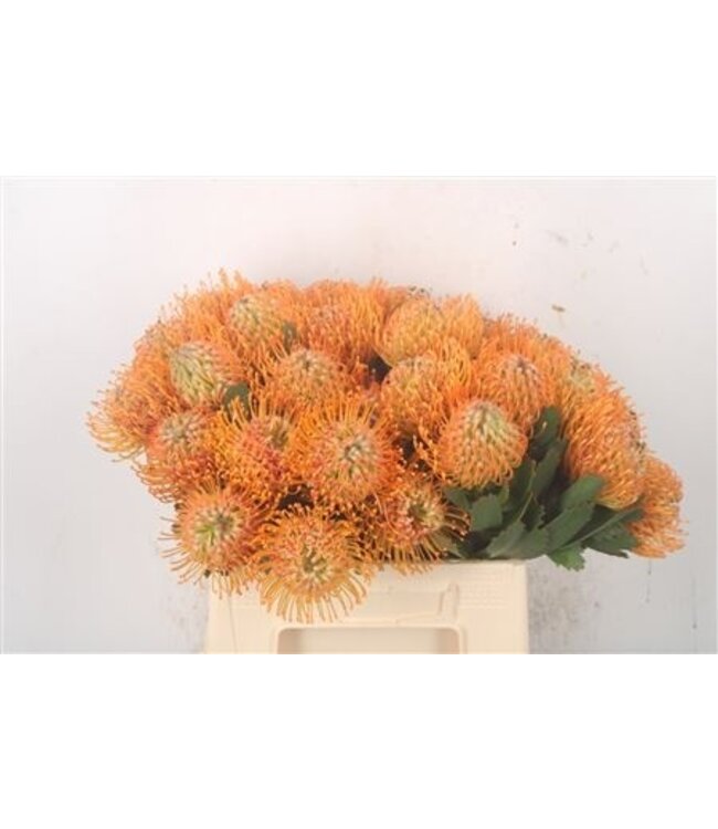 Verse Nutans of Leucospermum Soleil | Lengte 40 centimeter | Geel | Per 10 bloemen te bestellen