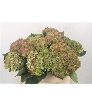 Florimo Fresh Flowers Hydr M Mag Revolution Green ( x 15 ) Florimo Fresh Flowers Hydr M Mag Revolution Green ( x 15 )