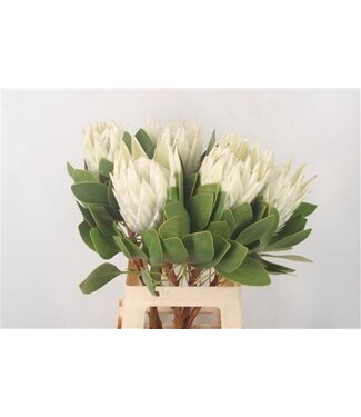Florimo Fresh Flowers Protea Cy Arctic Ice ( x 5 ) Florimo Fresh Flowers Protea Cy Arctic Ice ( x 5 )