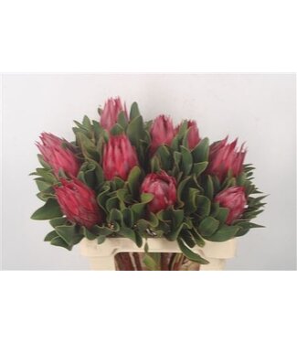 Florimo Fresh Flowers Protea Cy Madiba ( x 5 ) Florimo Fresh Flowers Protea Cy Madiba ( x 5 )