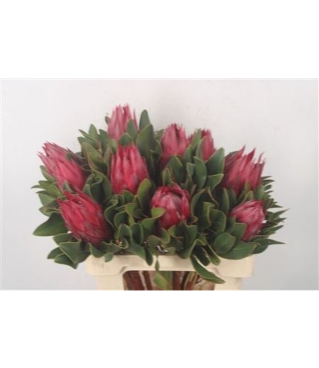 Protea Cy Madiba ( x 5 )