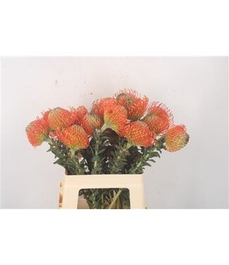 Florimo Fresh Flowers Leuco Co Neena Orange ( x 10 )