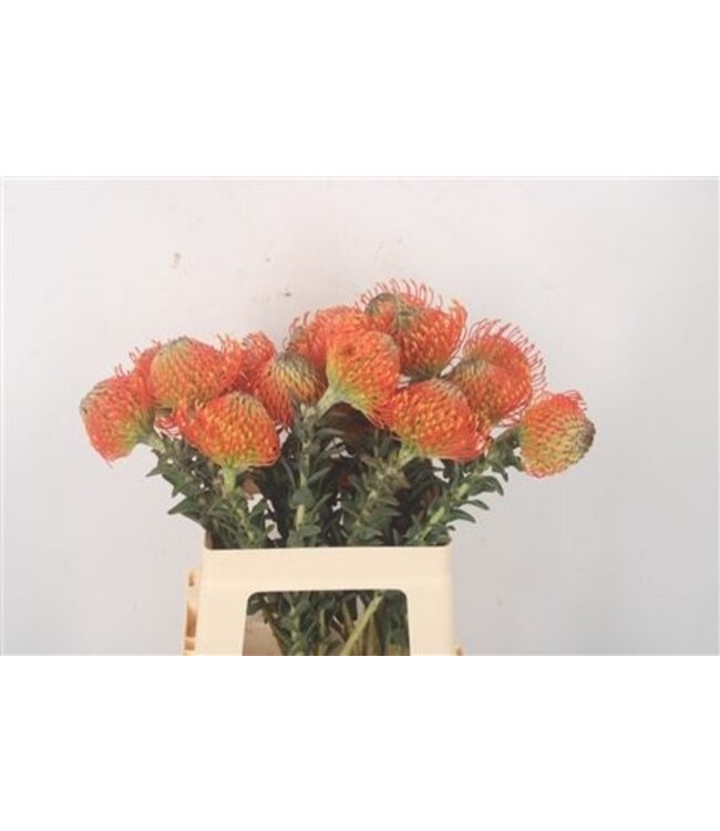 Leuco Co Neena Orange ( x 10 )