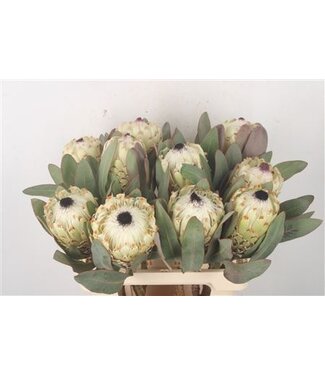 Florimo Fresh Flowers Protea M Ice Queen ( x 5 ) Florimo Fresh Flowers Protea M Ice Queen ( x 5 )