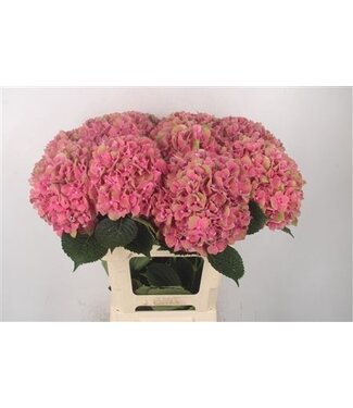Florimo Fresh Flowers Hydr M Sweet Esperance ( x 10 ) Florimo Fresh Flowers Hydr M Sweet Esperance ( x 10 )