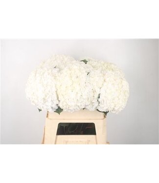 Florimo Fresh Flowers Hydr M Royal Highnes ( x 10 ) Florimo Fresh Flowers Hydr M Royal Highnes ( x 10 )