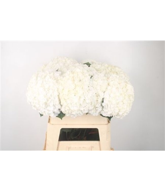 Hydr M Royal Highnes ( x 10 )