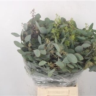 Florimo Fresh Flowers Verse Eucalyptus Populus Berry takken | Lengte 50 centimeter | 150 gram per bos | Per 5 bossen