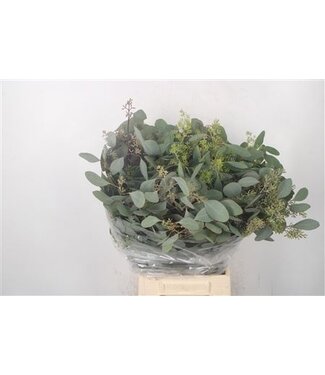 Florimo Fresh Flowers Fresh Eucalyptus Populus Berry branches | Length 50 centimeters | 150 grams per bunch | Per 5 bunches Florimo Fresh Flowers Fresh Eucalyptus Populus Berry branches | Length 50 centimeters | 150 grams per bunch | Per 5 bunches