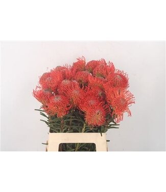 Florimo Fresh Flowers Leuco Co Succession ( x 10 )