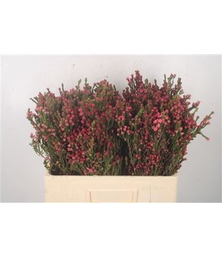 Florimo Fresh Flowers Erica Bella Per Bunch ( x 5 ) Florimo Fresh Flowers Erica Bella Per Bunch ( x 5 )