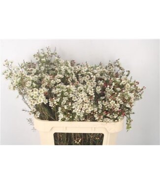 Florimo Fresh Flowers Chamelaucium Me Gil ( x 25 ) Florimo Fresh Flowers Chamelaucium Me Gil ( x 25 )