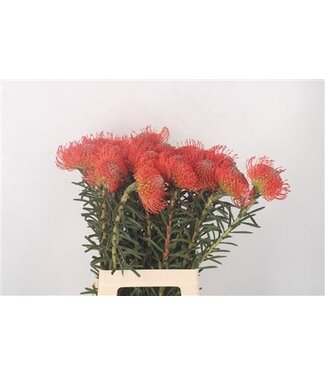 Florimo Fresh Flowers Leuco Co Succession ( x 10 )