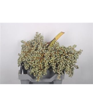 Florimo Fresh Flowers Dadels 4 Kilo Per Stuk ( x 1 )