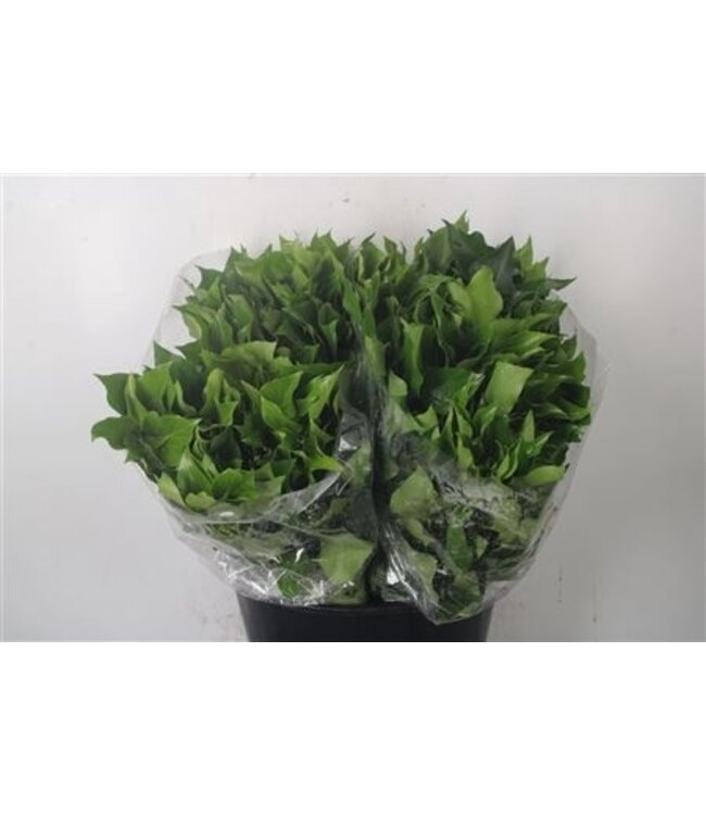 Hedera Leaves Per Bunch ( x 5 )