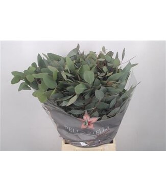 Florimo Fresh Flowers Euc Populusblad Per Bunch 300 Gram Extra ( x 5 ) Florimo Fresh Flowers Euc Populusblad Per Bunch 300 Gram Extra ( x 5 )