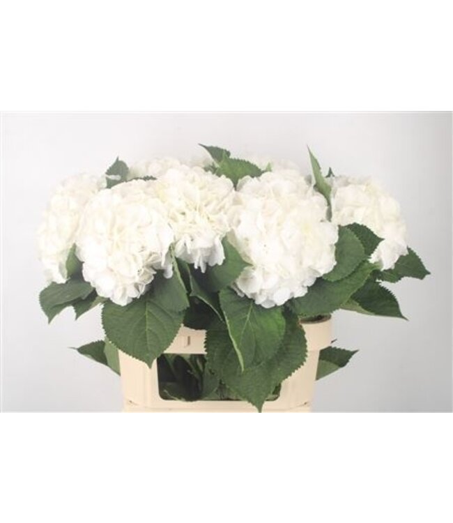 Hydr M White Verena ( x 10 )