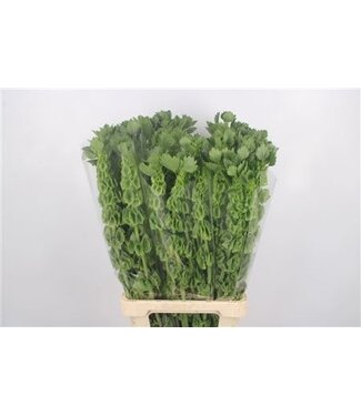 Florimo Fresh Flowers Moluccella Stuk ( x 10 )