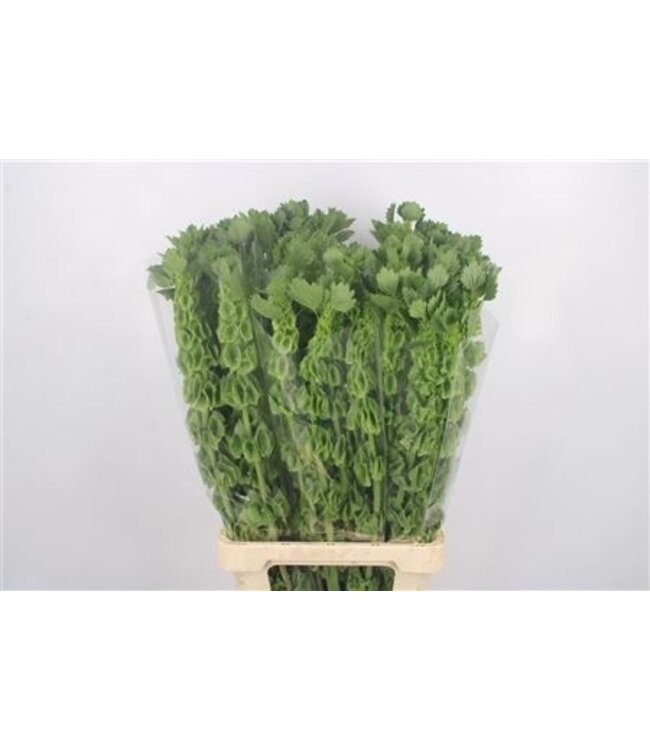 Moluccella Stuk ( x 10 )