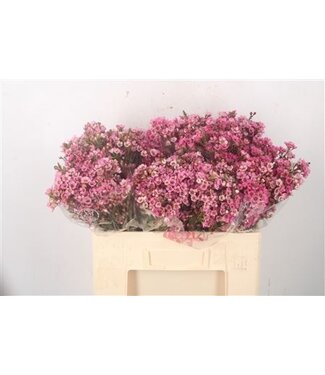 Florimo Fresh Flowers Chamelaucium Sarahs Delight ( x 25 ) Florimo Fresh Flowers Chamelaucium Sarahs Delight ( x 25 )