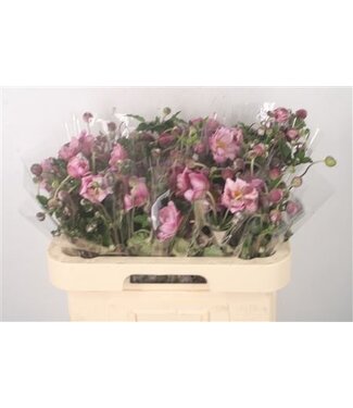Florimo Fresh Flowers Anem Ov Pink ( x 10 ) Florimo Fresh Flowers Anem Ov Pink ( x 10 )
