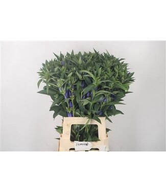 Florimo Fresh Flowers Gentiana Blue Sky ( x 10 )