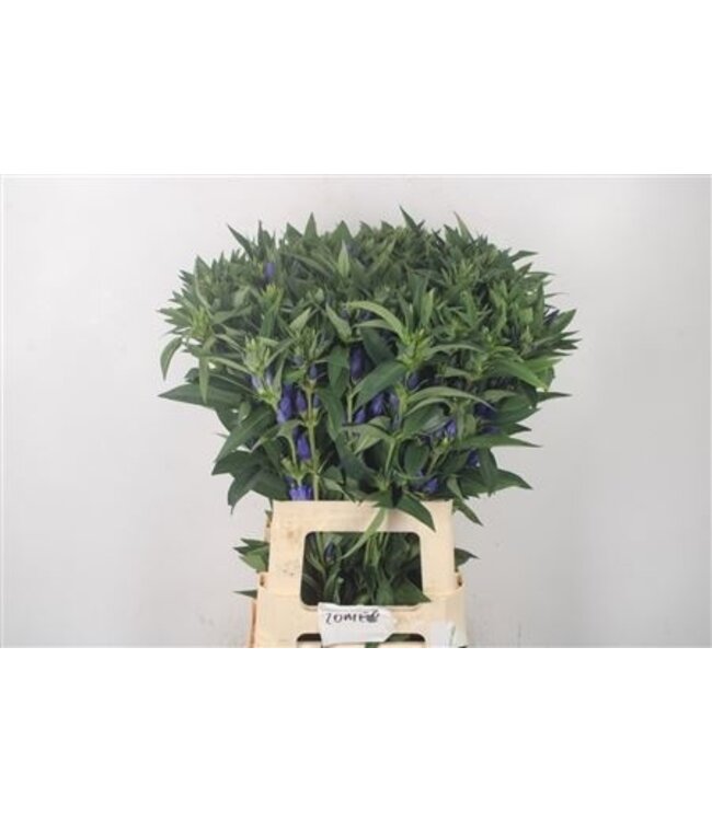 Gentiana Blue Sky ( x 10 )
