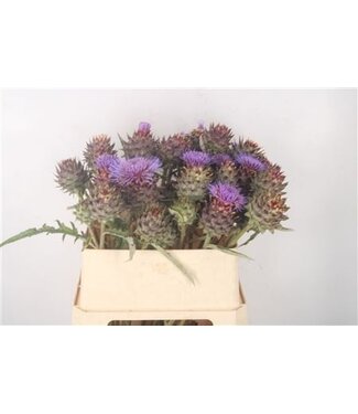 Florimo Fresh Flowers Cynara Cardunculus ( x 12 ) Florimo Fresh Flowers Cynara Cardunculus ( x 12 )