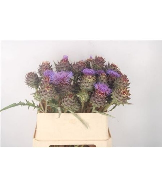 Cynara Cardunculus ( x 12 )