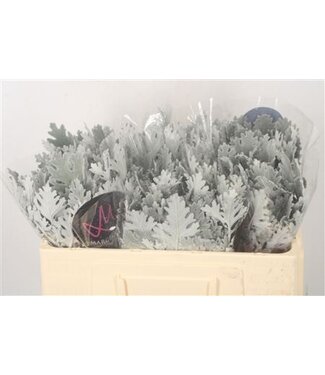 Florimo Fresh Flowers Senecio Cin Ovidius ( x 10 )