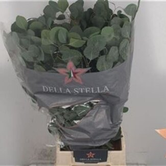 Florimo Fresh Flowers Verse Eucalyptus Populus takken | Lengte 50 centimeter | 150 gram per bos | Per 10 bossen