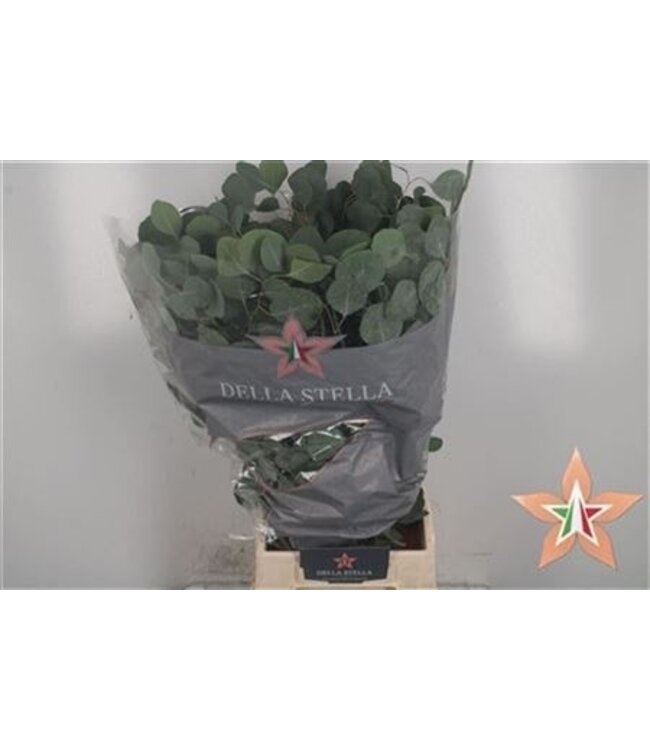 Frische Eukalyptus Populus Zweige | Länge 50 Zentimeter | 150 Gramm pro Bund | Pro 10 Bunde zu bestellen