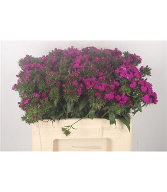 Florimo Fresh Flowers Di Barb Amazone Neon Purple Extra ( x 10 ) Florimo Fresh Flowers Di Barb Amazone Neon Purple Extra ( x 10 )