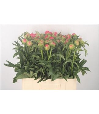 Florimo Fresh Flowers Paeonia L Coral Sunset ( x 10 )