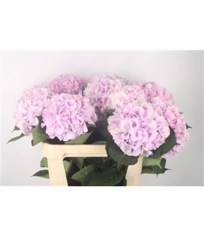 Hydr M Royal Impress ( x 10 )