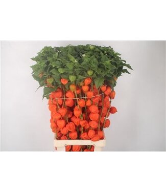 Florimo Fresh Flowers Physalis Lampion Branch ( x 50 )