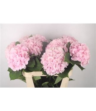 Florimo Fresh Flowers Hydr M Verena Pink ( x 10 ) Florimo Fresh Flowers Hydr M Verena Pink ( x 10 )