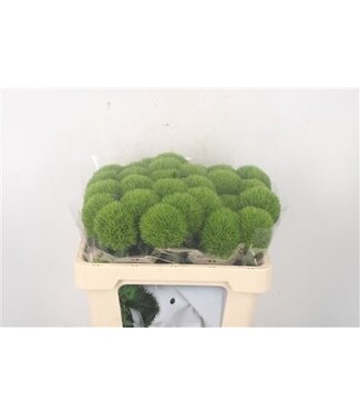 Florimo Fresh Flowers Di Barb Kiwi Mellow ( x 30 ) Florimo Fresh Flowers Di Barb Kiwi Mellow ( x 30 )