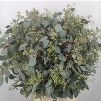 Florimo Fresh Flowers Verse Eucalyptus Populus Berry takken Super | Lengte 70 centimeter | 400 gram per bos | Per 5 bossen