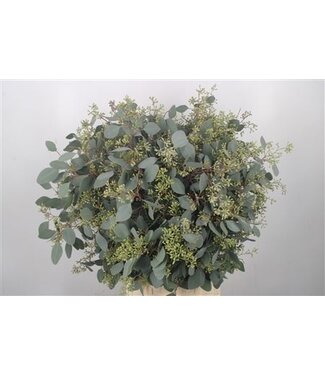 Florimo Fresh Flowers Fresh Eucalyptus Populus Berry branches Super | Length 70 centimeters | 400 grams per bunch | Per 5 bunches Florimo Fresh Flowers Fresh Eucalyptus Populus Berry branches Super | Length 70 centimeters | 400 grams per bunch | Per 5 bunches