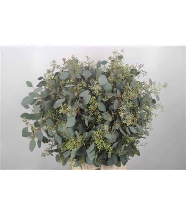 Verse Eucalyptus Populus Berry takken Super | Lengte 70 centimeter | 400 gram per bos | Per 5 bossen te bestellen