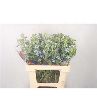 Florimo Fresh Flowers Oxypetalum Tan Pur Blue ( x 25 ) Florimo Fresh Flowers Oxypetalum Tan Pur Blue ( x 25 )