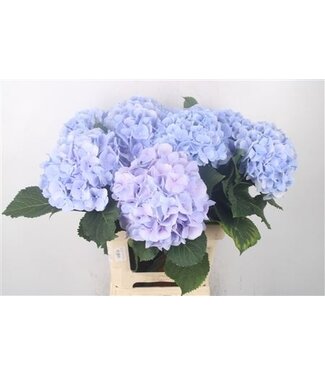 Florimo Fresh Flowers Hydr M Verena Pale Blue ( x 10 ) Florimo Fresh Flowers Hydr M Verena Pale Blue ( x 10 )